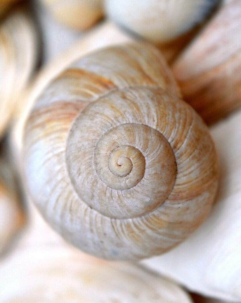 Inicio Concha de caracol